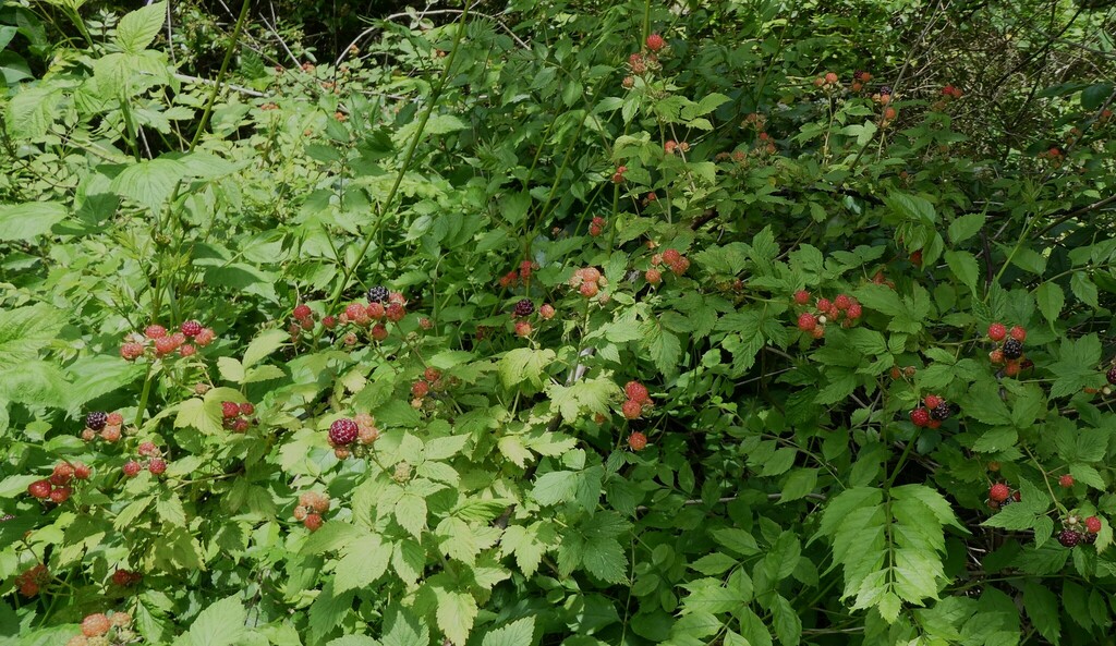 black raspberry from Westmoreland County, VA, USA on May 31, 2023 at 11 ...