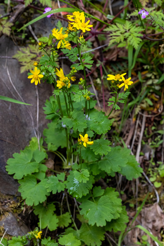Packera bolanderi var. harfordii