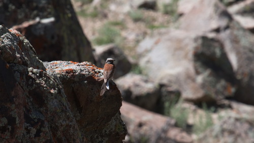 White-capped Bunting (Emberiza stewarti), photo 8