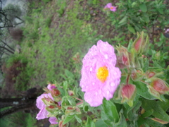 Cistus albidus