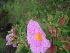 Cistus albidus
