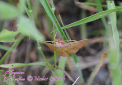 Rhodostrophia discopunctata