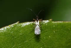 Aphidius rosae