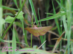 Rhodostrophia discopunctata