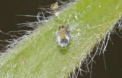 Boreioglycaspis melaleucae