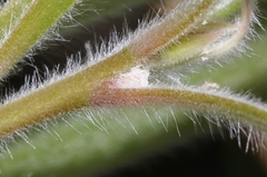 Boreioglycaspis melaleucae