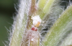 Boreioglycaspis melaleucae