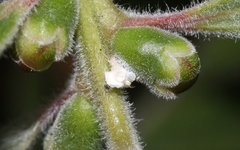 Boreioglycaspis melaleucae