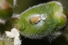 Boreioglycaspis melaleucae