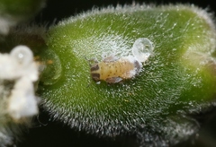 Boreioglycaspis melaleucae
