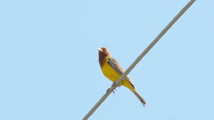 Emberiza bruniceps