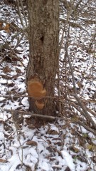 Phellinus pomaceoides