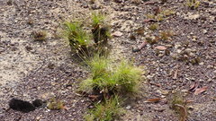 Bulbostylis paradoxa