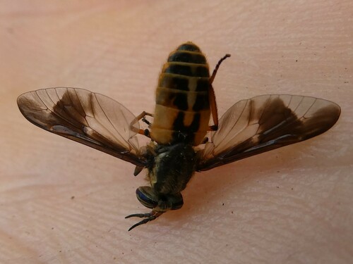 Chrysops indus photo 6