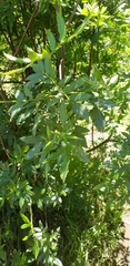 Eucryphia glutinosa
