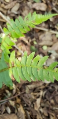 Blechnum hastatum