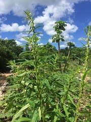 Sesamum indicum