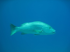 Lutjanus novemfasciatus