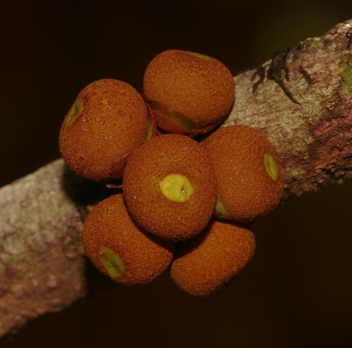 Ficus smithii observed 2023-06-10