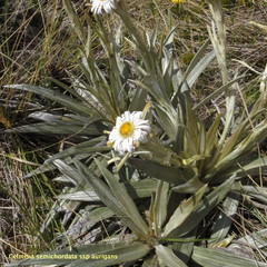 Celmisia semicordata aurigans