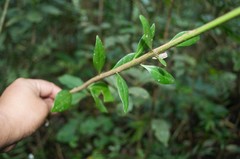 Schoepfia vacciniiflora