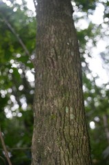 Schoepfia vacciniiflora