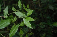Schoepfia vacciniiflora
