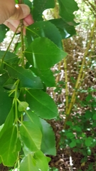 Laurelia sempervirens