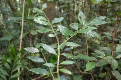 Schoepfia vacciniiflora