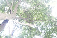 Schoepfia vacciniiflora