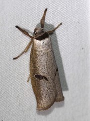 Pilostibes stigmatias