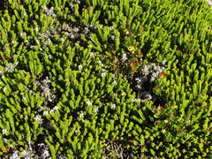 Euchaetis meridionalis