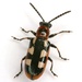 Common Asparagus Beetle - Photo (c) Mike Quinn, Austin, TX, some rights reserved (CC BY-NC), uploaded by Mike Quinn, Austin, TX