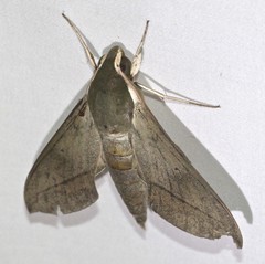 Theretra indistincta