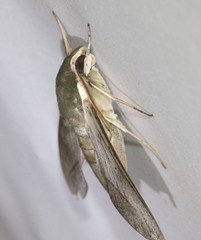 Theretra indistincta