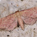 Idaea infirmaria - Photo (c) Paolo Mazzei, some rights reserved (CC BY-NC), uploaded by Paolo Mazzei