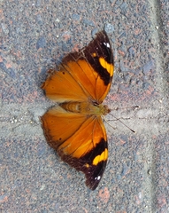 Doleschallia bisaltide