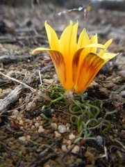 Romulea tortuosa