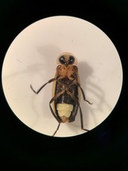 Photuris frontalis