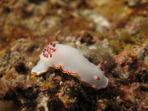 Red-tipped Sea Goddess