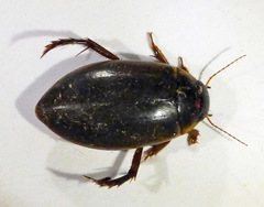 Colymbetes fuscus