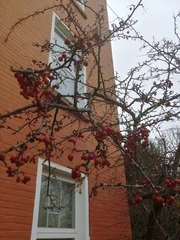 Magnoliopsida