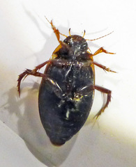 Colymbetes fuscus