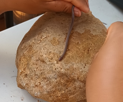 Culebra cola larga del Pacífico (Enulius flavitorques)