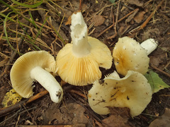 Russula risigallina