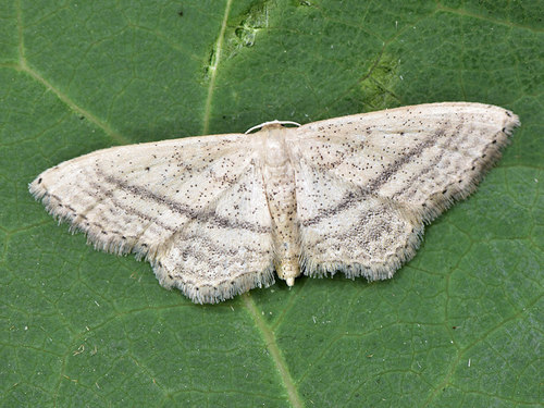 Idaea mediaria (Hübner)