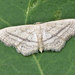 Idaea mediaria - Photo (c) Paolo Mazzei, algunos derechos reservados (CC BY-NC), subido por Paolo Mazzei