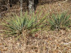 Yucca arkansana
