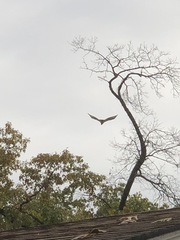 Buteo jamaicensis