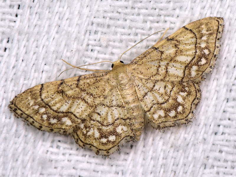 Idaea moniliata